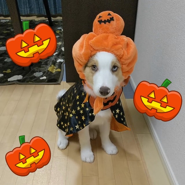 f:id:gussan-belle:20181031153125j:image