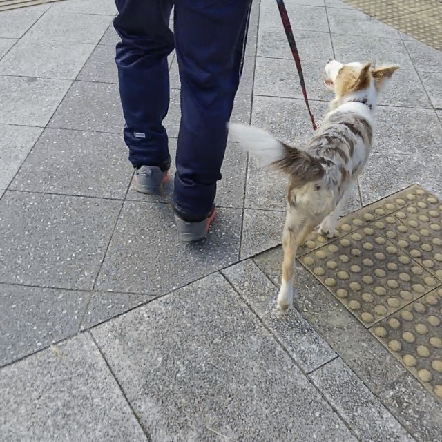 f:id:gussan-belle:20181103224449j:image f:id:gussan-belle:20181103224449j:image