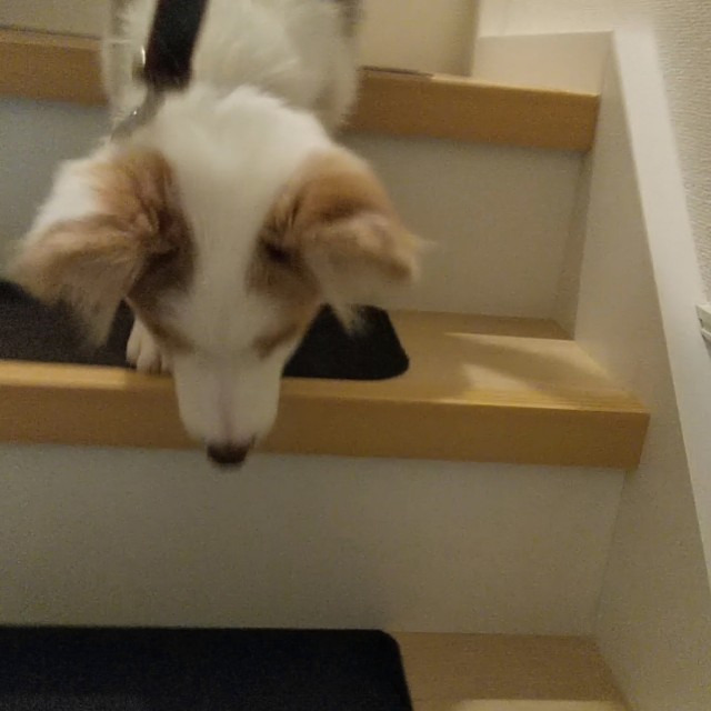 f:id:gussan-belle:20181103224639j:image f:id:gussan-belle:20181103224639j:image