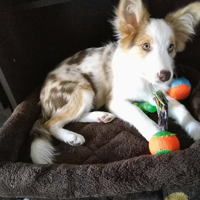 f:id:gussan-belle:20181112090417j:image