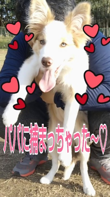 f:id:gussan-belle:20181113085313j:image f:id:gussan-belle:20181113085313j:image