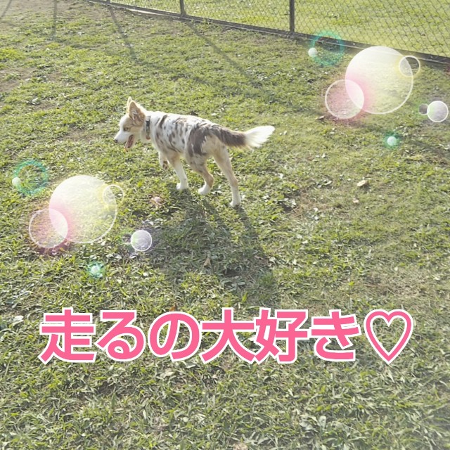 f:id:gussan-belle:20181113085340j:image f:id:gussan-belle:20181113085340j:image