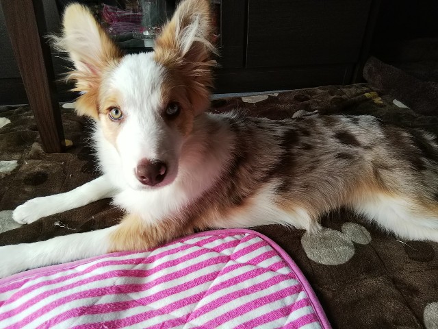 f:id:gussan-belle:20181113085928j:image f:id:gussan-belle:20181113085928j:image