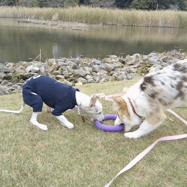 f:id:gussan-belle:20181114134523j:image f:id:gussan-belle:20181114134523j:image