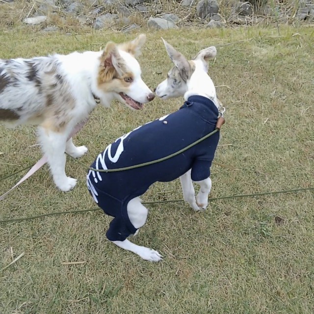 f:id:gussan-belle:20181114134556j:image f:id:gussan-belle:20181114134556j:image