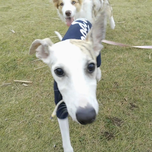 f:id:gussan-belle:20181114134620j:image f:id:gussan-belle:20181114134620j:image