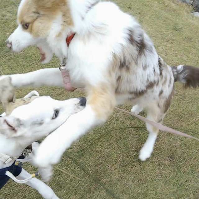 f:id:gussan-belle:20181114134702j:image f:id:gussan-belle:20181114134702j:image