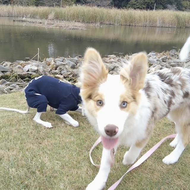 f:id:gussan-belle:20181114134747j:image f:id:gussan-belle:20181114134747j:image