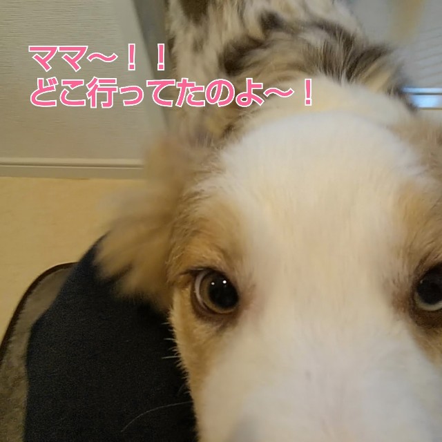 f:id:gussan-belle:20181116141900j:image