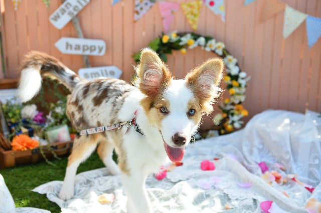 f:id:gussan-belle:20181118190528j:image