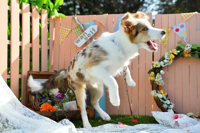 f:id:gussan-belle:20181118190707j:image