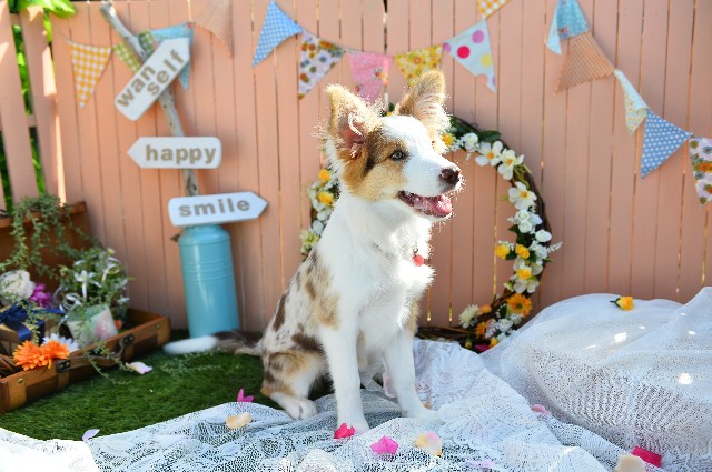 f:id:gussan-belle:20181118190732j:image