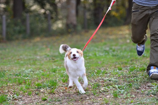 f:id:gussan-belle:20181118190925j:image