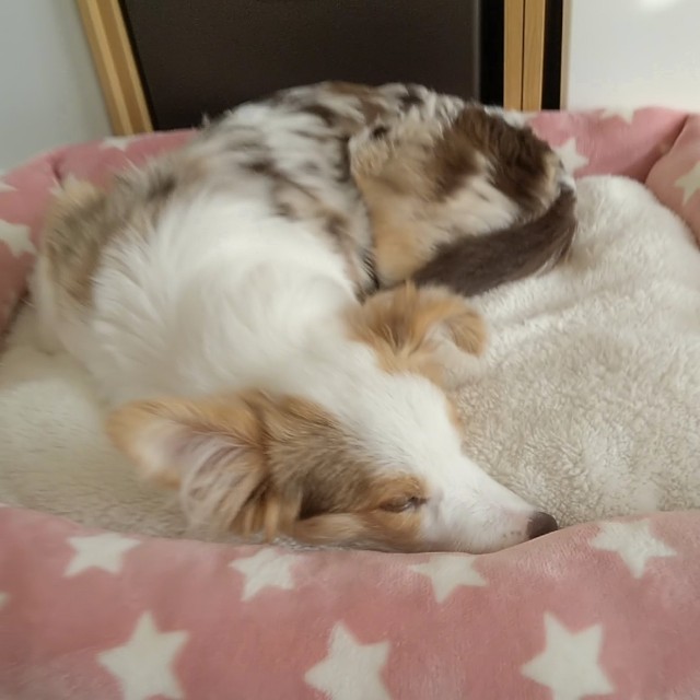 f:id:gussan-belle:20181129090433j:image