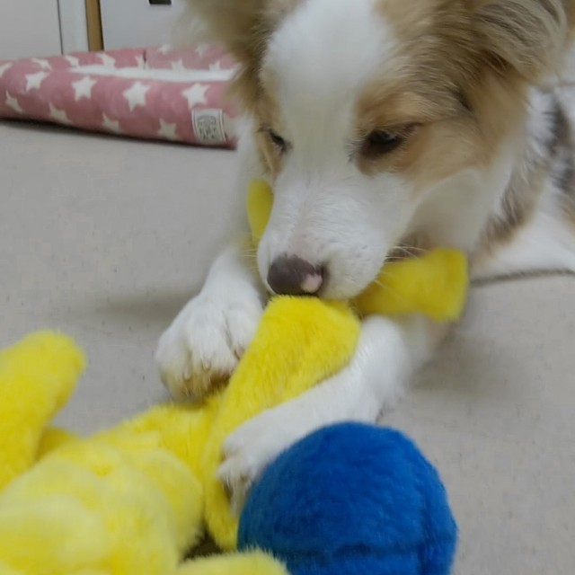 f:id:gussan-belle:20181130135820j:image f:id:gussan-belle:20181130135820j:image