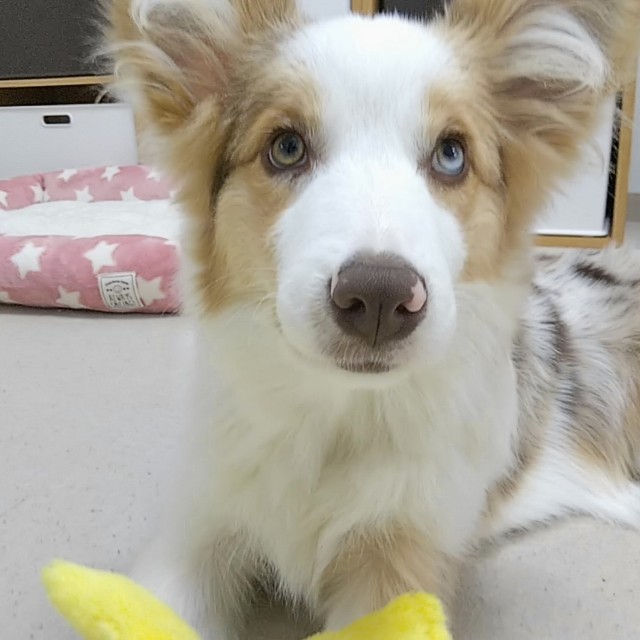 f:id:gussan-belle:20181130135842j:image f:id:gussan-belle:20181130135842j:image