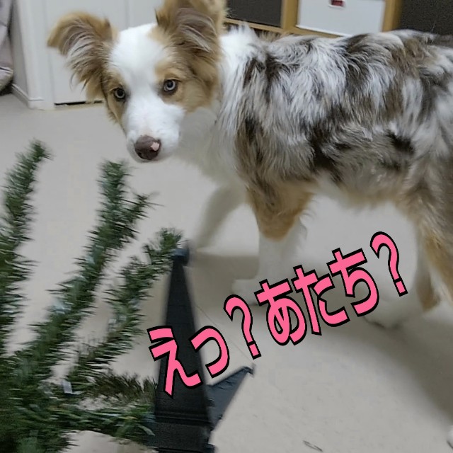 f:id:gussan-belle:20181202140112j:image