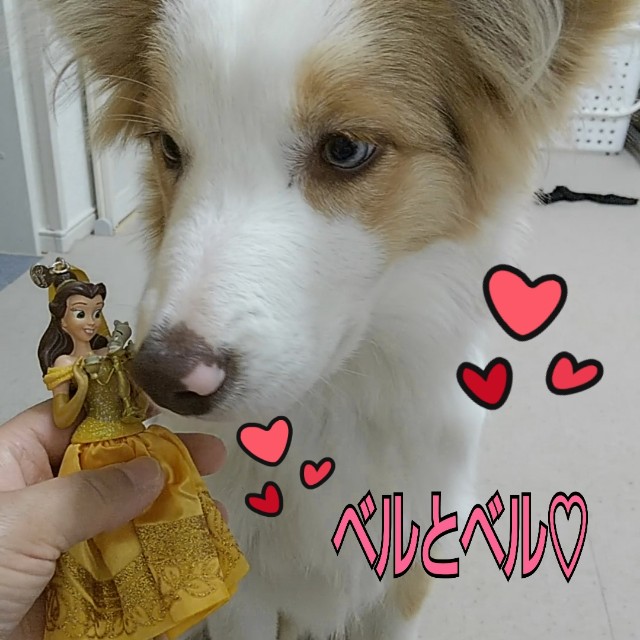 f:id:gussan-belle:20181202140213j:image