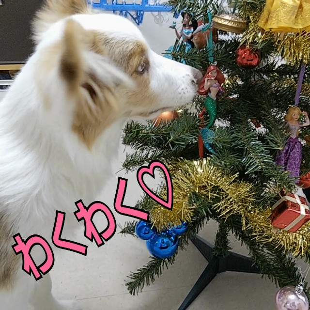 f:id:gussan-belle:20181202140315j:image