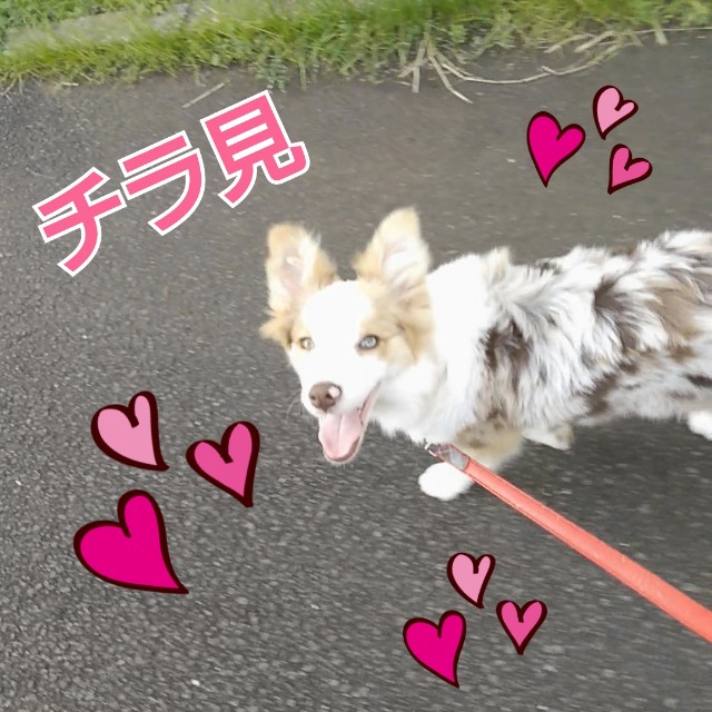 f:id:gussan-belle:20181205113206j:image