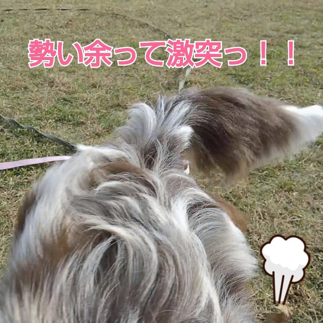 f:id:gussan-belle:20181205113337j:image