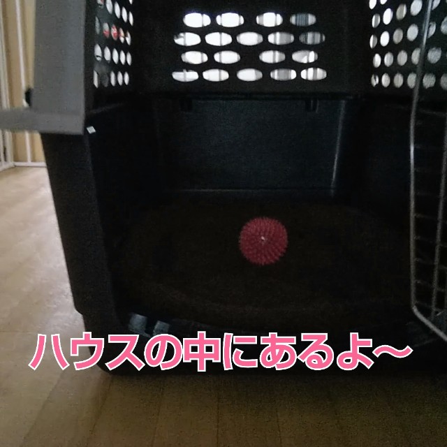 f:id:gussan-belle:20181209130434j:image