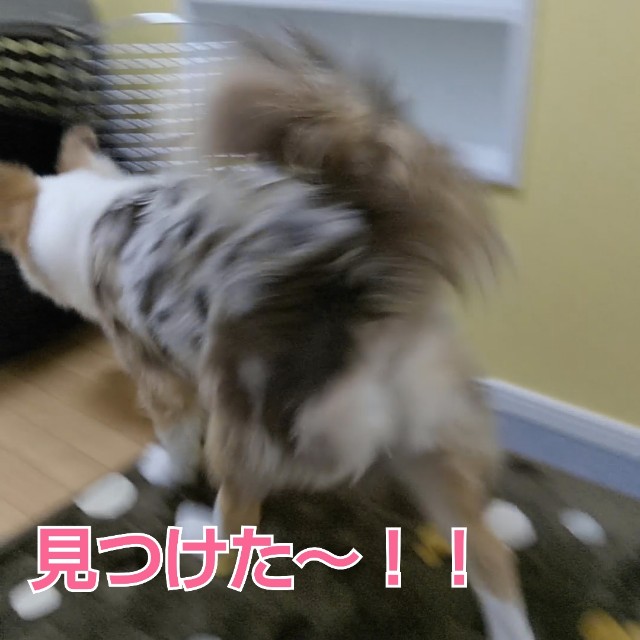 f:id:gussan-belle:20181209130526j:image