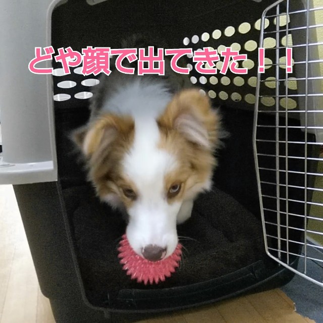 f:id:gussan-belle:20181209130604j:image