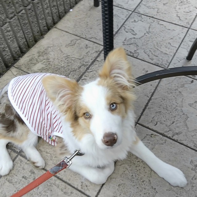 f:id:gussan-belle:20181220085408j:image f:id:gussan-belle:20181220085408j:image