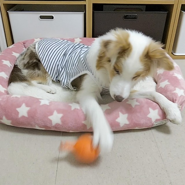 f:id:gussan-belle:20181221075657j:image
