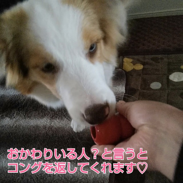 f:id:gussan-belle:20181229114558j:image