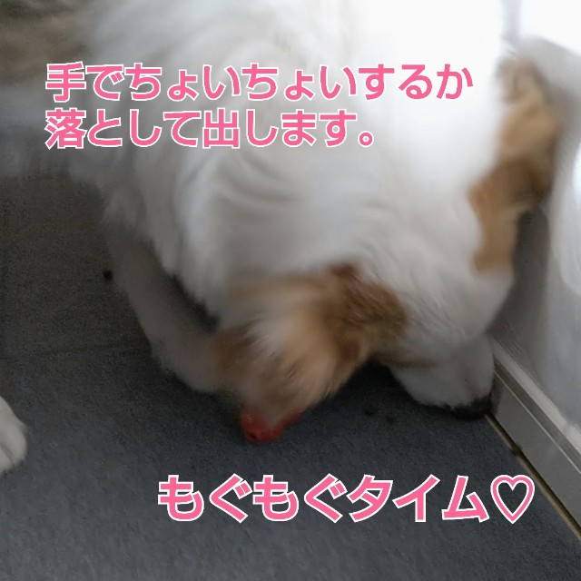 f:id:gussan-belle:20181229114617j:image