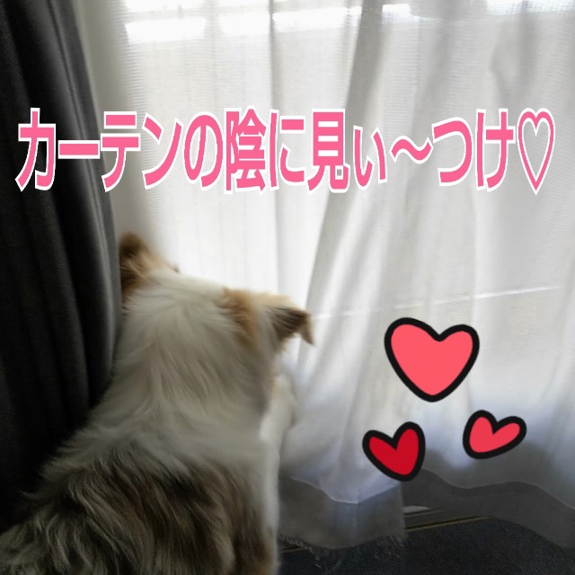 f:id:gussan-belle:20181229114630j:image