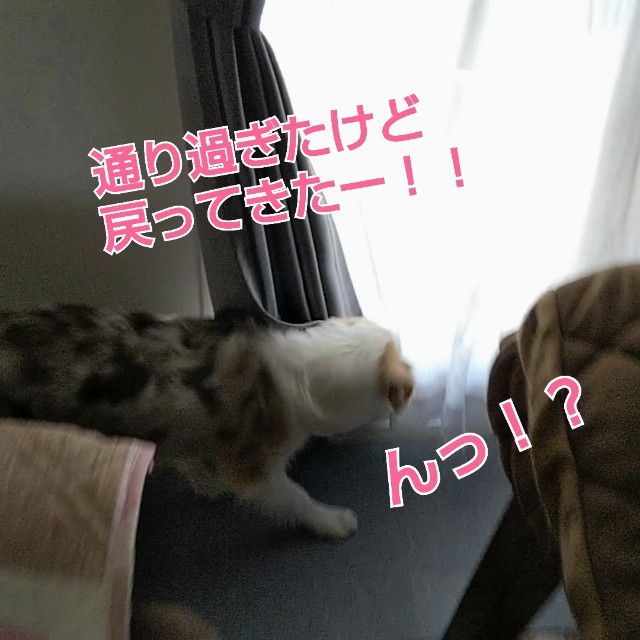 f:id:gussan-belle:20181229114652j:image