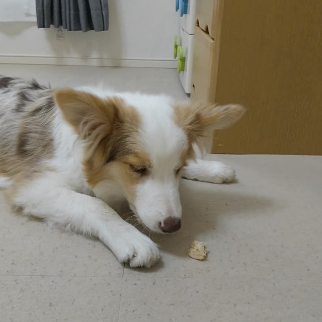 f:id:gussan-belle:20181230134327j:image f:id:gussan-belle:20181230134327j:image