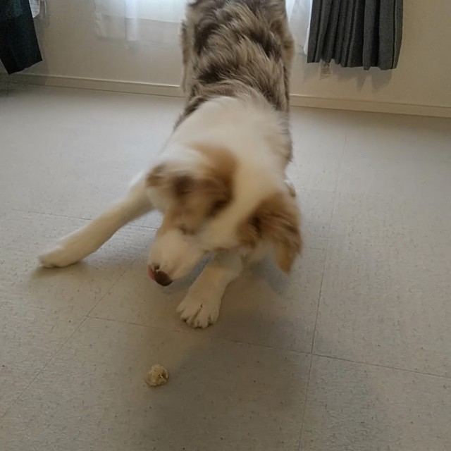 f:id:gussan-belle:20181230134403j:image f:id:gussan-belle:20181230134403j:image