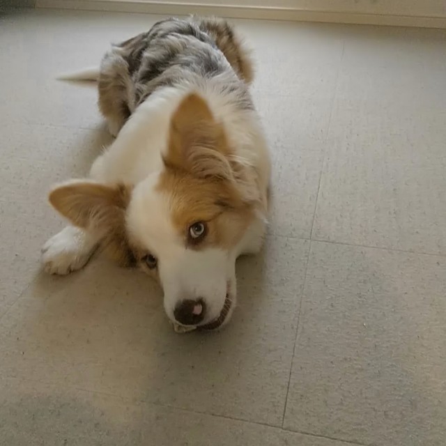 f:id:gussan-belle:20181230134517j:image f:id:gussan-belle:20181230134517j:image