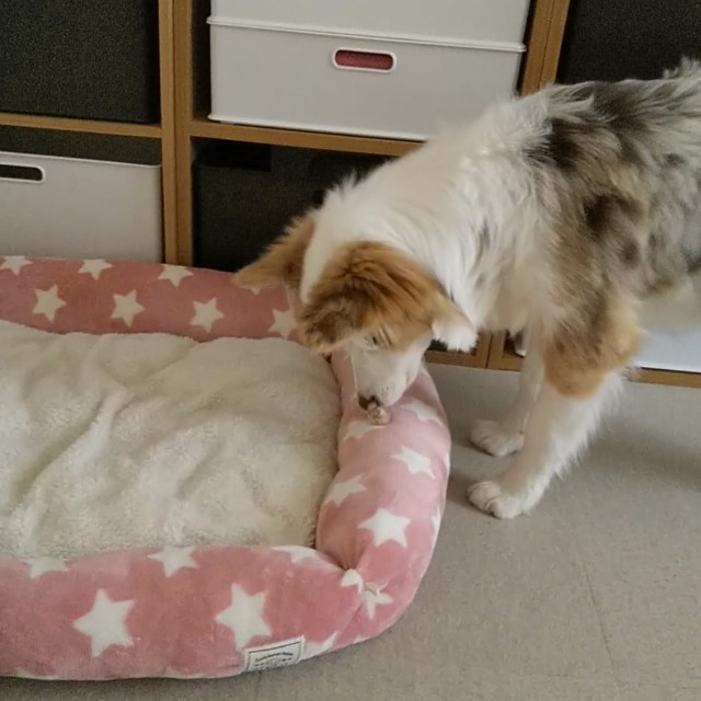 f:id:gussan-belle:20181230134715j:image f:id:gussan-belle:20181230134715j:image