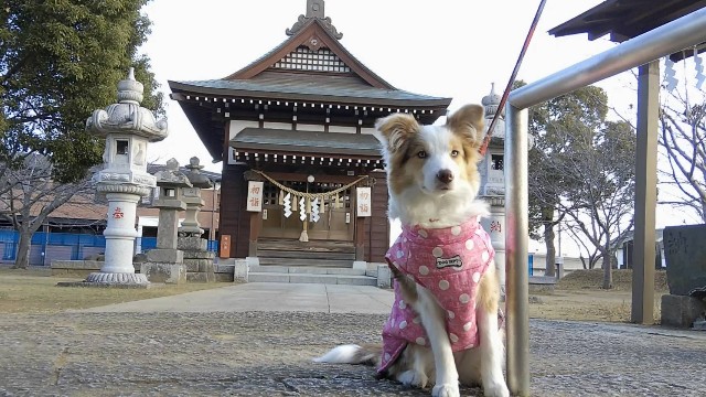 f:id:gussan-belle:20190101133957j:image
