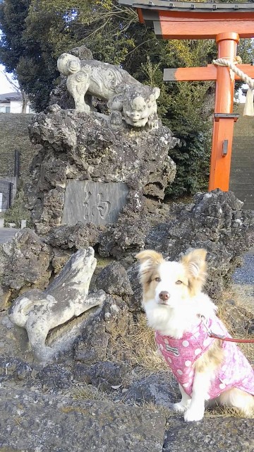 f:id:gussan-belle:20190101134331j:image
