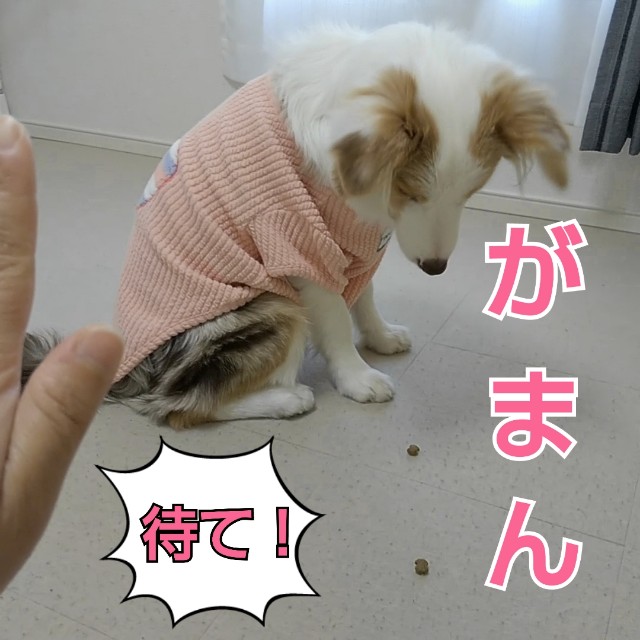 f:id:gussan-belle:20190103132000j:image