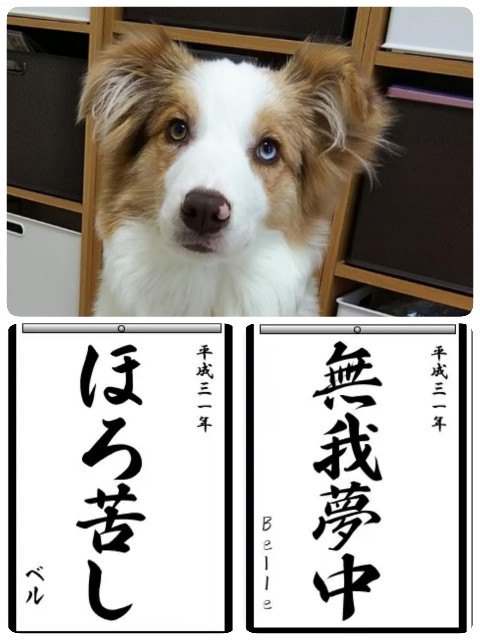 f:id:gussan-belle:20190104133006j:image