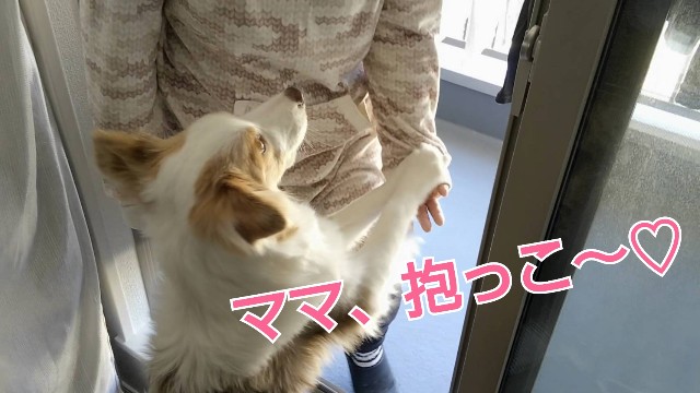 f:id:gussan-belle:20190105155321j:image