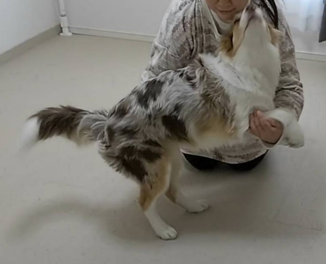 f:id:gussan-belle:20190105155522j:image