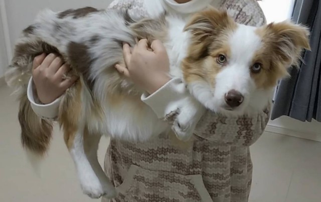 f:id:gussan-belle:20190105155537j:image