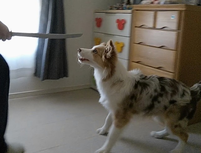 f:id:gussan-belle:20190106133634j:image