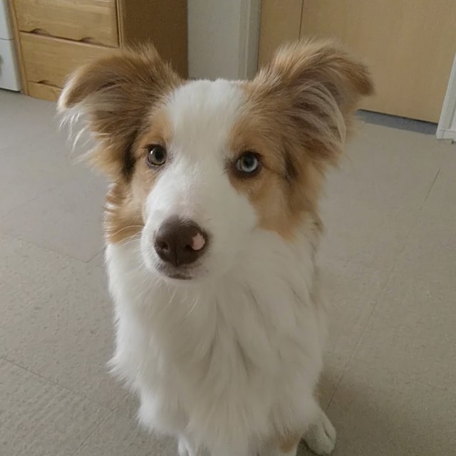 f:id:gussan-belle:20190106135337j:image