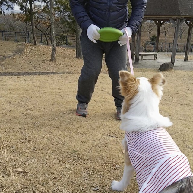 f:id:gussan-belle:20190107103629j:image