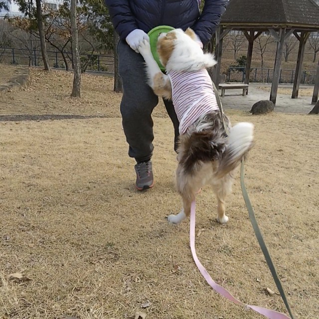 f:id:gussan-belle:20190107104048j:image