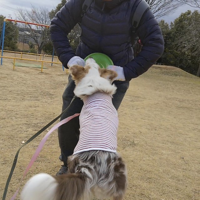 f:id:gussan-belle:20190107104425j:image